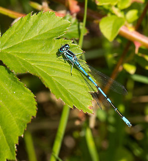 Azure Damselfly full body view, Heesch, Netherlands My little blue friends are back this season. Azure Damselfly,Coenagrion puella,Europe,Heesch,Macro,Netherlands