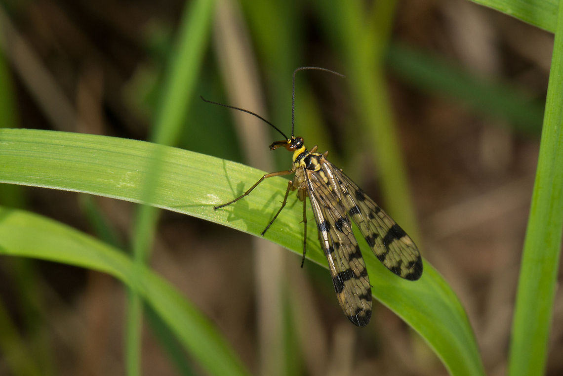 Scorpionfly on leaf, Heesch, Netherlands  Europe,German Scorpionfly,Heesch,Macro,Mecoptera,Netherlands,Panorpa,Panorpa germanica,Panorpidae,Scorpionfly