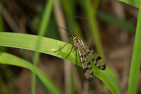 Scorpionfly on leaf, Heesch, Netherlands  Europe,German Scorpionfly,Heesch,Macro,Mecoptera,Netherlands,Panorpa,Panorpa germanica,Panorpidae,Scorpionfly