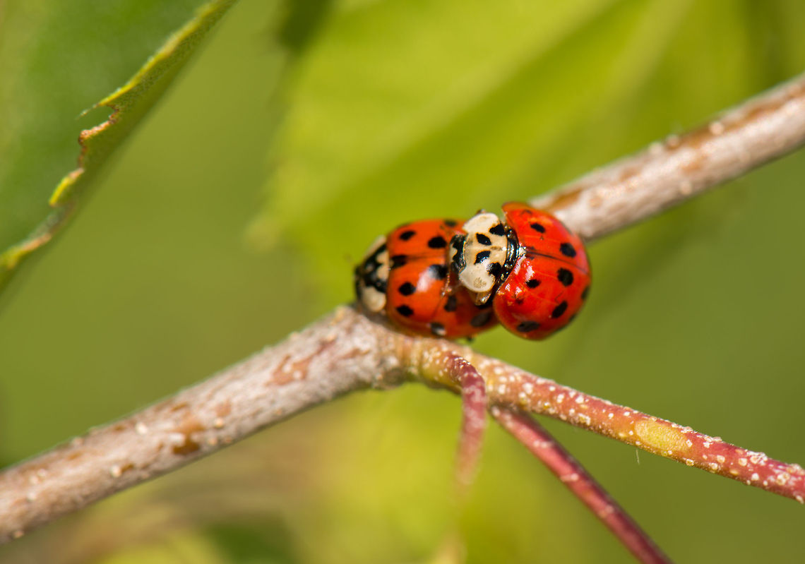 Ladybug and manbug making babybugs In english the Harlequin ladybird, in dutch we call them the &quot;Many-color asian ladybug&quot;, due to it coming in many different colors and patterns. It is an introduced species used to fight plant pests, yet it is so aggressive that it also impacts unrelated species. Europe,Harlequin ladybird,Harmonia axyridis,Heesch,Macro,Netherlands