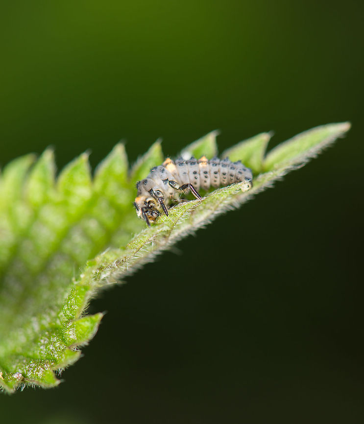 Ladybug Larva consuming aphids, Heesch, the Netherlands  Coccinella septempunctata,Europe,Heesch,Macro,Netherlands,Seven-spot ladybird