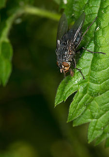Autumn house fly and its disgusting feeding habits  Autumn house fly,Europe,Heesch,Macro,Musca autumnalis,Netherlands