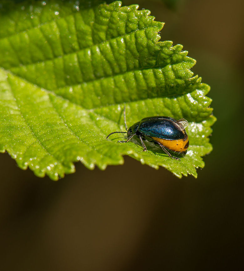 Alder Leaf Beetle (mated female), Netherlands Mated females of this beetle species have their wing cases lifted, exposing their yellow abdomen. Agelastica alni,Europe,Gravid female,Heesch,Macro,Netherlands
