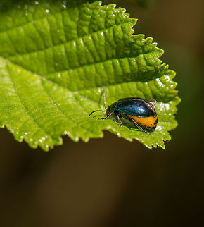 Alder Leaf Beetle (mated female), Netherlands Mated females of this beetle species have their wing cases lifted, exposing their yellow abdomen. Agelastica alni,Europe,Gravid female,Heesch,Macro,Netherlands