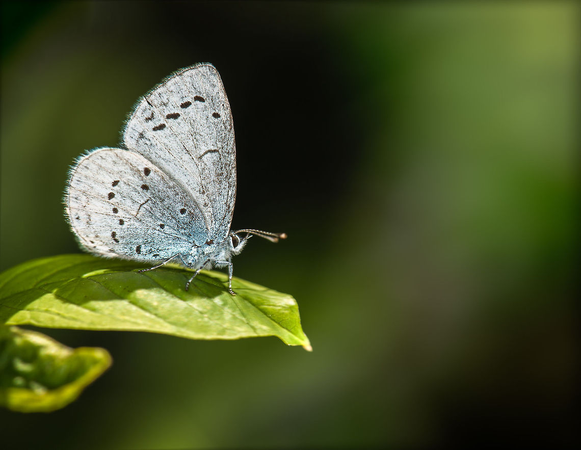 Holly Blue on leaf, Heesch, the Netherlands This is one of my first shots where I believe my new R1C1 macro flash kit paid of. In this case I used a 1:3 flash ratio, left to right. Celastrina argiolus,Europe,Heesch,Holly Blue,Macro,Netherlands