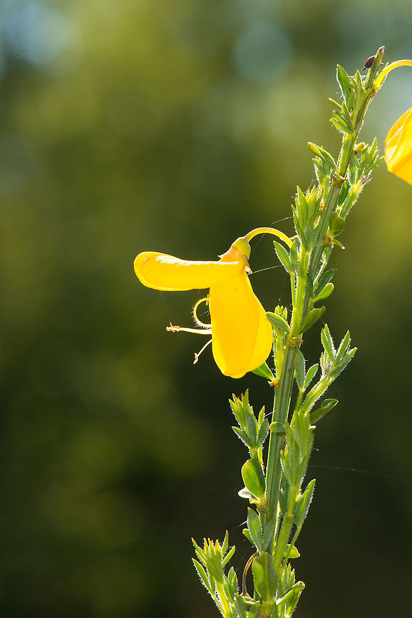 Side view of Common Broom, the Netherlands Closeup: <figure class="photo"><a href="https://www.jungledragon.com/image/17464/macro_of_common_broom_flower_the_netherlands.html" title="Macro of Common Broom flower, the Netherlands"><img src="https://s3.amazonaws.com/media.jungledragon.com/images/2/17464_thumb.jpg?AWSAccessKeyId=05GMT0V3GWVNE7GGM1R2&Expires=1759968010&Signature=b6ZtITnK7gKtjHwkLVEfKBDVptw%3D" width="200" height="134" alt="Macro of Common Broom flower, the Netherlands Quite a beautiful wild flower when you check their flowers up close. Reference page for ID: http://www.wildebloemen.info/pages bloemen/B/brem.php<br />
<br />
Side view: http://www.jungledragon.com/image/17463/side_view_of_common_broom_the_netherlands.html Cytisus scoparius,Europe,Heesch,Macro,Netherlands" /></a></figure> Common Broom,Cytisus scoparius,Europe,Heesch,Macro,Netherlands