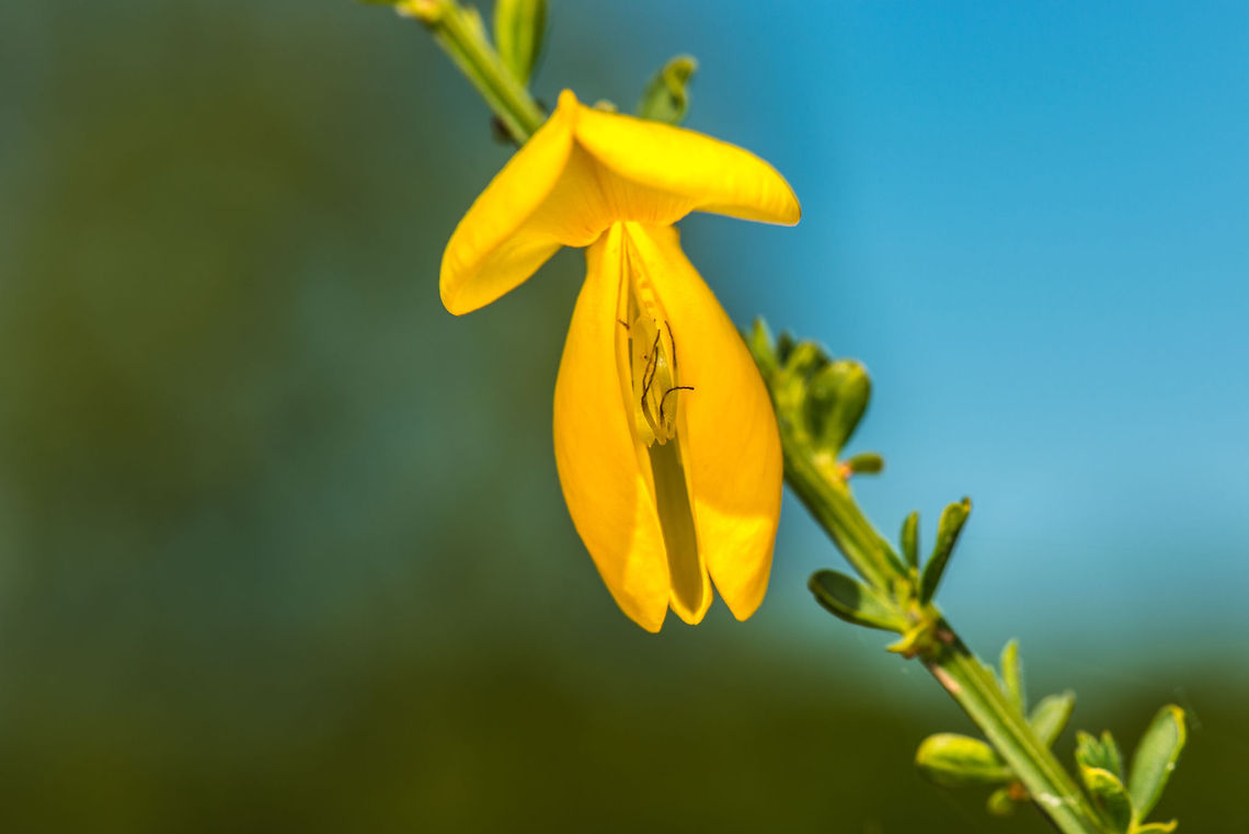 Macro of Common Broom flower, the Netherlands Quite a beautiful wild flower when you check their flowers up close. Reference page for ID: <a href="http://www.wildebloemen.info/pages" rel="nofollow">http://www.wildebloemen.info/pages</a> bloemen/B/brem.php<br />
<br />
Side view: <figure class="photo"><a href="https://www.jungledragon.com/image/17463/side_view_of_common_broom_the_netherlands.html" title="Side view of Common Broom, the Netherlands"><img src="https://s3.amazonaws.com/media.jungledragon.com/images/2/17463_thumb.jpg?AWSAccessKeyId=05GMT0V3GWVNE7GGM1R2&Expires=1769040010&Signature=xhOz6kmIN6Qk0QTYEKrFXT1W5u4%3D" width="102" height="152" alt="Side view of Common Broom, the Netherlands Closeup: http://www.jungledragon.com/image/17464/macro_of_common_broom_flower_the_netherlands.html Common Broom,Cytisus scoparius,Europe,Heesch,Macro,Netherlands" /></a></figure> Cytisus scoparius,Europe,Heesch,Macro,Netherlands