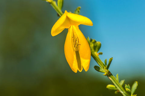 Macro of Common Broom flower, the Netherlands Quite a beautiful wild flower when you check their flowers up close. Reference page for ID: http://www.wildebloemen.info/pages bloemen/B/brem.php

Side view: http://www.jungledragon.com/image/17463/side_view_of_common_broom_the_netherlands.html Cytisus scoparius,Europe,Heesch,Macro,Netherlands