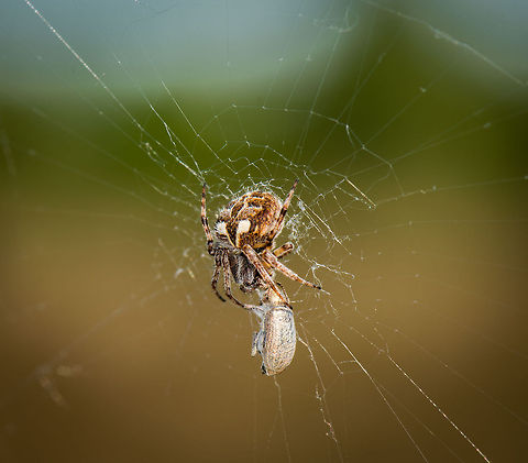 Macro of European Garden Spider feeding on snout beetle Wait for the mistake, wrap it up, and suck it dry....repeat. Agalenatea redii,Europe,Heesch,Macro,Netherlands
