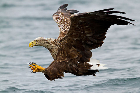 White-tailed Eagle at full speed Pay attention to the sense of speed and position of the claws. Anything living with a front view of this should be very afraid. 

Awesome capture by @Henrik Just Accipitriformes,Birds,Eagle,Flight,Haliaeetus albicilla,White-tailed Eagle