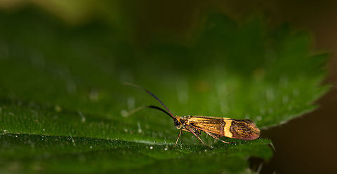Longhorn Moth (female) on leaf, Heeswijk, the Netherlands This is one of few local insects that I continue to find fascinating. These night moths (that are also active by day) not only have a striking pattern, they are best known for their males: they have enormous antennae that stretch up to 5 times their body length. This one is a female, but I have plenty of male shots to show later. In fact, I find males all the time, this is the first time I actually saw a female. 

Male:
http://www.jungledragon.com/image/17540/longhorn_moth_male_in_heeswijk_the_netherlands.html Europe,Heeswijk,Longhorn Moth,Macro,Nemophora degeerella,Netherlands
