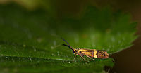 Longhorn Moth (female) on leaf, Heeswijk, the Netherlands This is one of few local insects that I continue to find fascinating. These night moths (that are also active by day) not only have a striking pattern, they are best known for their males: they have enormous antennae that stretch up to 5 times their body length. This one is a female, but I have plenty of male shots to show later. In fact, I find males all the time, this is the first time I actually saw a female. <br />
<br />
Male:<br />
http://www.jungledragon.com/image/17540/longhorn_moth_male_in_heeswijk_the_netherlands.html Europe,Heeswijk,Longhorn Moth,Macro,Nemophora degeerella,Netherlands