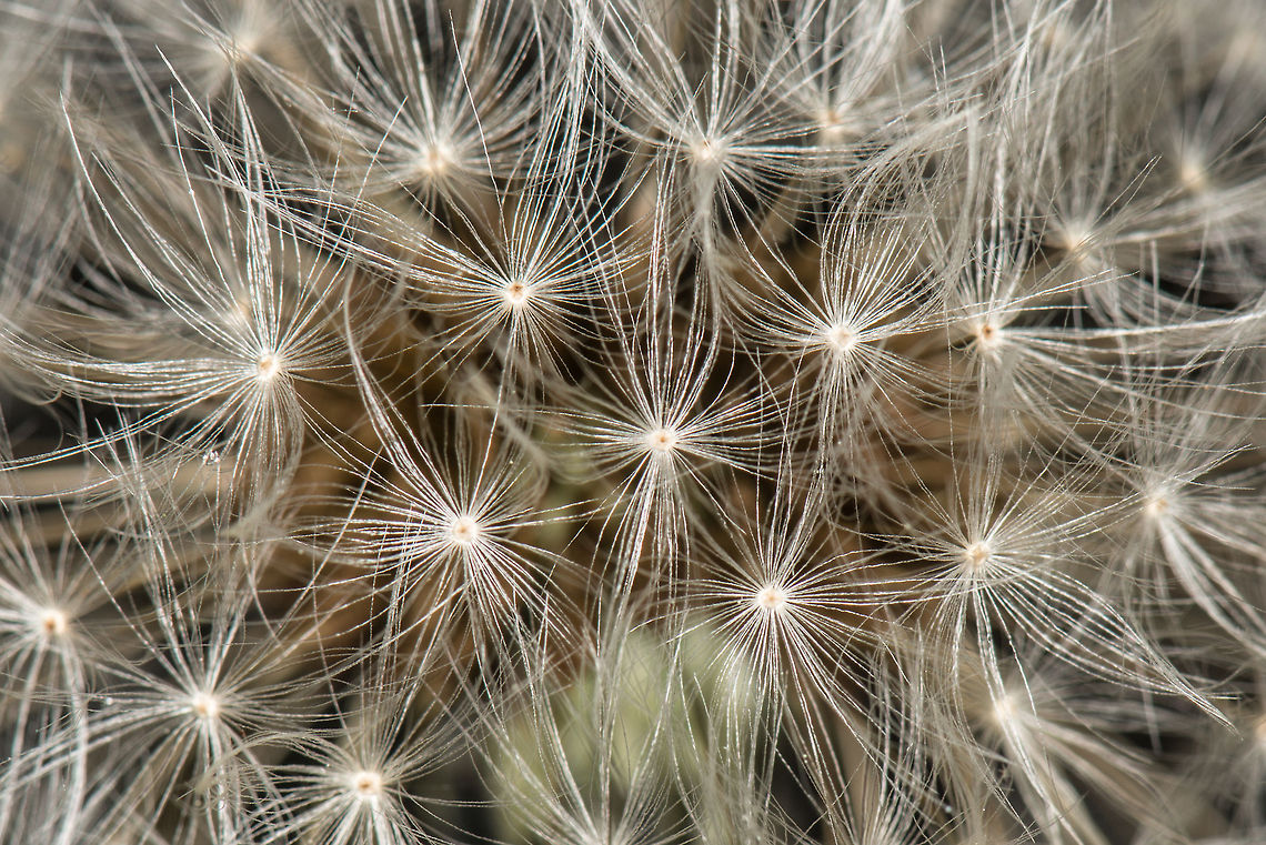 Common dandelion macro I know, it's been done a lot, a shot like this :) Common dandelion,Europe,Heeswijk,Macro,Netherlands,Taraxacum officinale