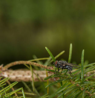 Autumn House Fly on pine tree, Heeswijk  Autumn house fly,Europe,Heeswijk,Macro,Musca autumnalis,Netherlands