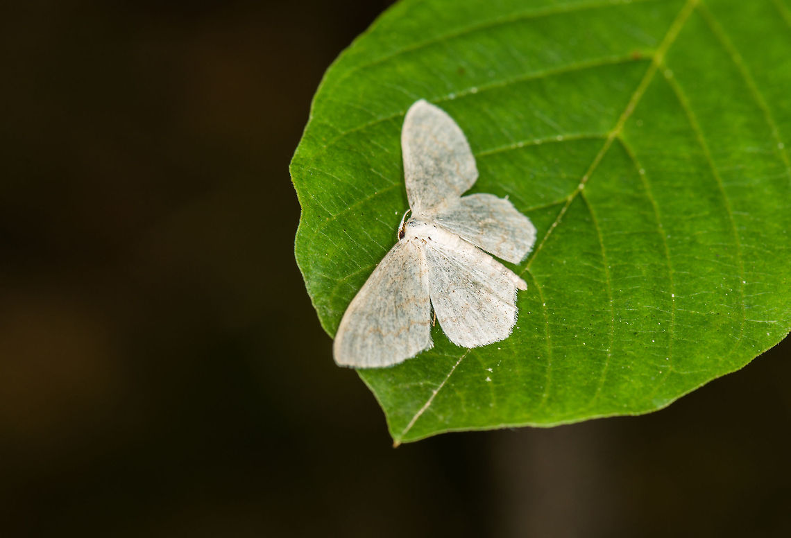 Cream Wave (moth) resting on leaf, Heeswijk, the Netherlands  Cream Wave,Europe,Heeswijk,Macro,Netherlands,Scopula floslactata