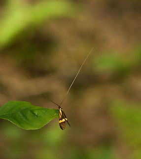 Longhorn Moth (male) in Heeswijk, the Netherlands Check out the testosterone on this male moth. Males of this species have antennae that are up to 5 times the length of their body.  By comparison here is a female:
http://www.jungledragon.com/image/17503/longhorn_moth_female_on_leaf_heeswijk_the_netherlands.html Europe,Heeswijk,Longhorn Moth,Macro,Nemophora degeerella,Netherlands