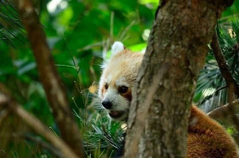 Red Panda (Ailurus fulgens) Red Pandas are solitary omnivores, there are less than 10,000 left. Ailurus fulgens,Mammals,Red panda,Rhenen Zoo