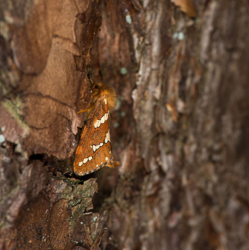 Gold Swift hanging on to tree, Heeswijk This one gave me a bit of a deja vu feeling. One year before, in the same forest, I also spotted one, also on a tree like this. Whilst that is not so remarkable, I&#039;ve never seen one anywhere else yet. Europe,Gold Swift,Heeswijk,Macro,Netherlands,Phymatopus hecta
