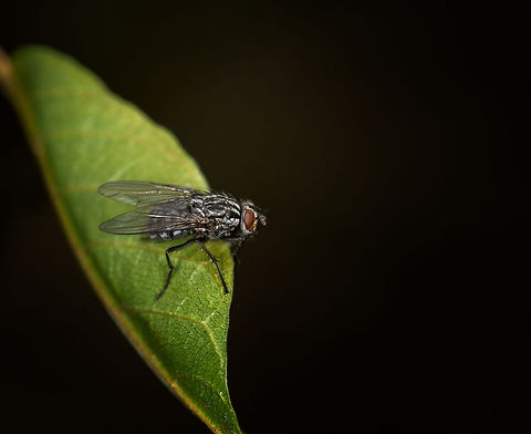 Autumn House Fly on leaf, Heeswijk  Autumn house fly,Europe,Heeswijk,Macro,Musca autumnalis,Netherlands