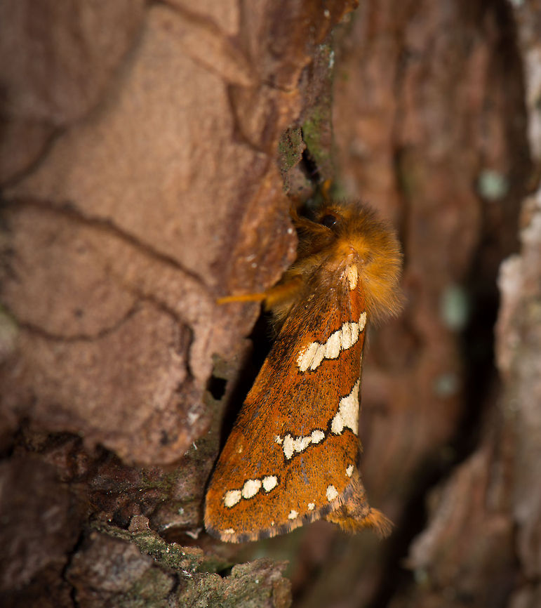 Male Gold Swift macro, Heeswijk, Netherlands  Europe,Gold Swift,Heeswijk,Macro,Netherlands,Phymatopus hecta