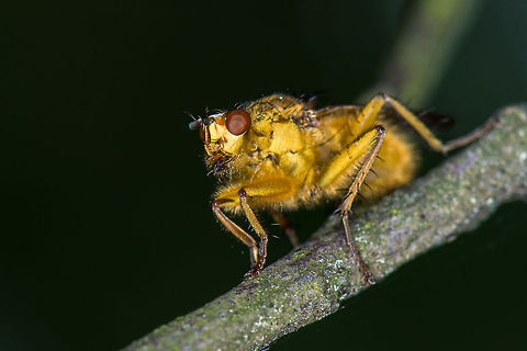 Golden Dung Fly Macro, Heeswijk  Europe,Golden dung fly,Heeswijk,Macro,Netherlands,Scathophaga stercoraria