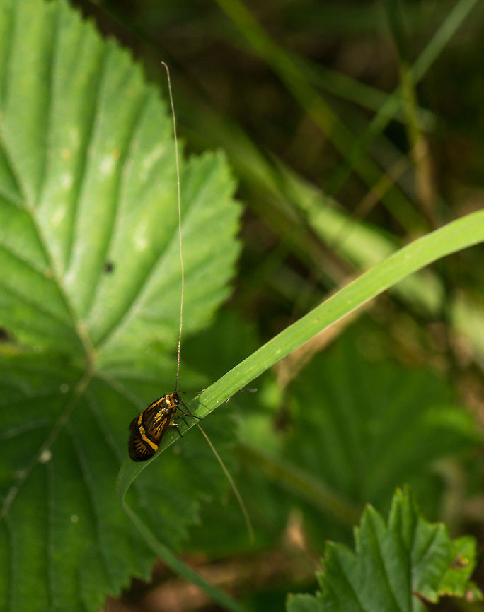 Male Longhorn Moth with extremely long antennae, Heeswijk  Europe,Heeswijk,Longhorn Moth,Macro,Nemophora degeerella,Netherlands