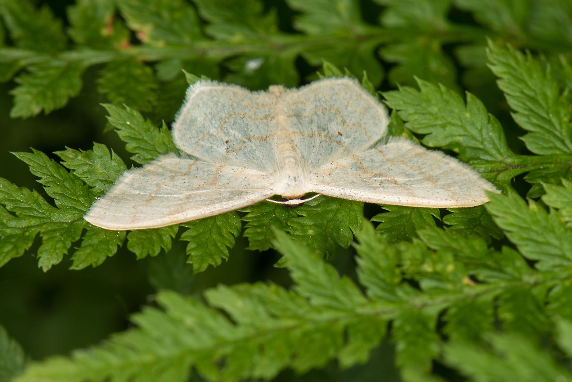 Cream Wave moth flat resting position, Heeswijk  Cream Wave,Europe,Heeswijk,Macro,Netherlands,Scopula floslactata