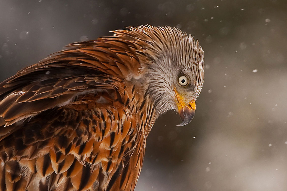 Red Kite in a blizzard Captured in southern Sweden by @Henrik Just. Accipitriformes,Birds,Kite,Milvus milvus,Red Kite,Sweden