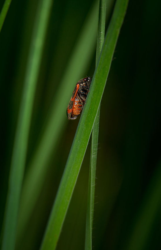 Haematoloma dorsata walking on leaf, Heeswijk, the Netherlands  Europe,Haematoloma dorsata,Heeswijk,Macro,Netherlands