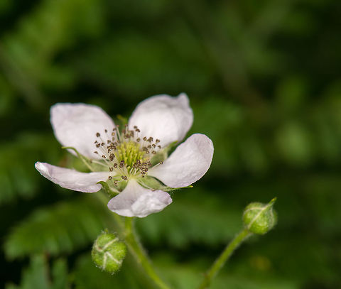 Shrubby Blackberry macro, Heeswijk, the Netherlands  Europe,Heeswijk,Macro,Netherlands