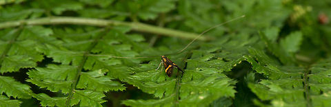 Female attraction and detection sensors deployed A male Longhorn moth displays his outrageously long antennae. Europe,Heeswijk,Longhorn Moth,Macro,Nemophora degeerella,Netherlands