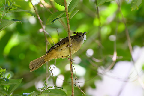 Puff-throated Bulbul, C&Atilde;&iexcl;t B&Atilde;&nbsp; Island, Vietnam in Vietnam.