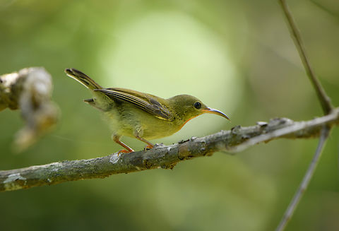 Crimson Sunbird (female), C&Atilde;&iexcl;t B&Atilde;&nbsp; Island, Vietnam in Vietnam.