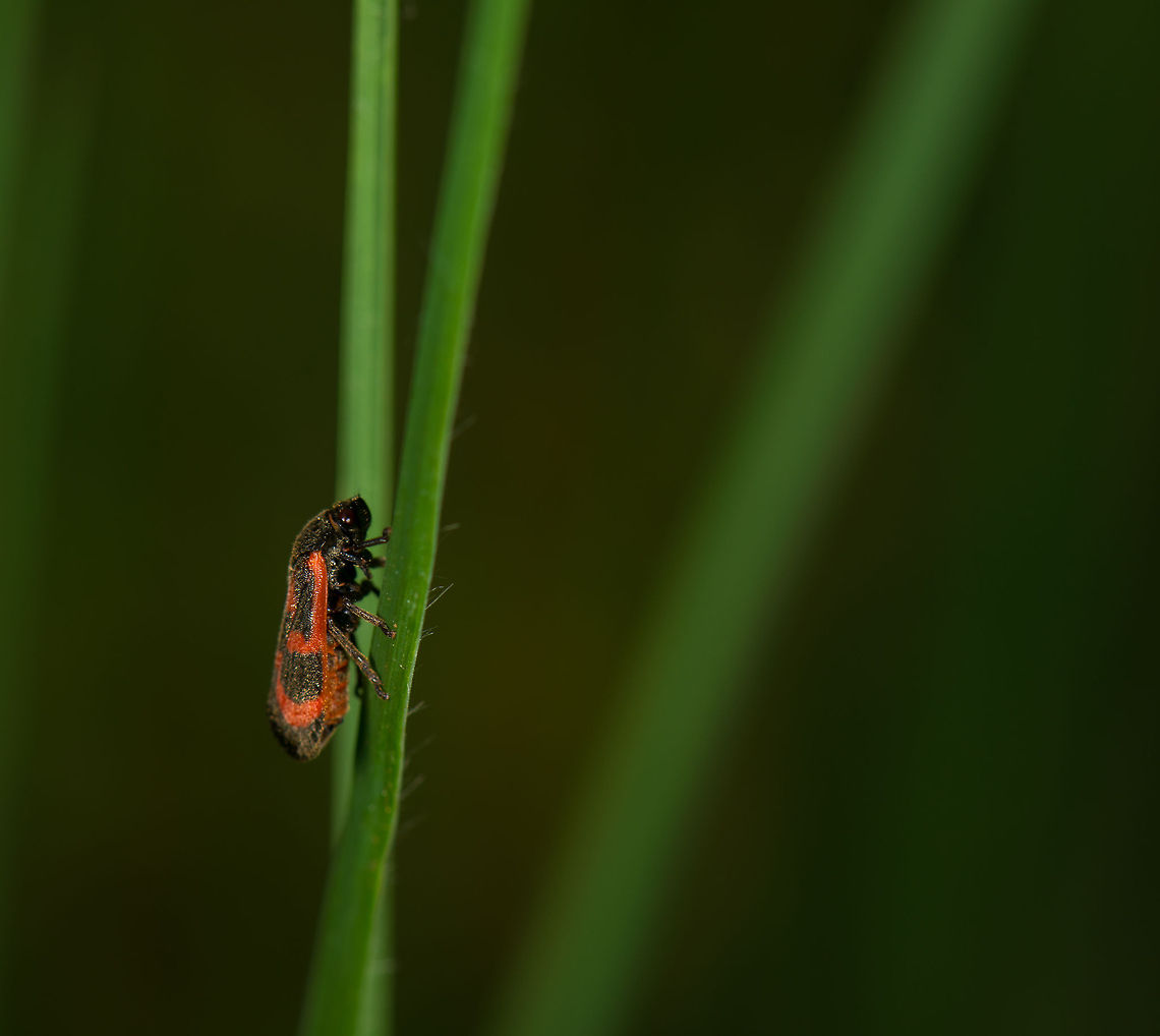 Haematoloma dorsata side view on leaf, Heeswijk, Netherlands  Europe,Haematoloma dorsata,Heeswijk,Macro,Netherlands