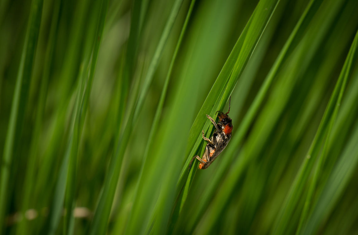 Soldier Beetle (?) hanging on to grass, Heeswijk, the Netherlands  Cantharis fusca,Europe,Heeswijk,Macro,Netherlands
