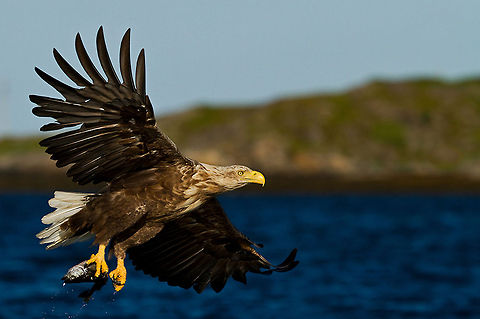 White-tailed Eagle catch The White-tailed eagle returns to his home in Flatanger, Norway after a successful day at work. Courtesy of @Henrik Just. Accipitriformes,Birds,Eagle,Flight,Haliaeetus albicilla,Norway,White-tailed Eagle