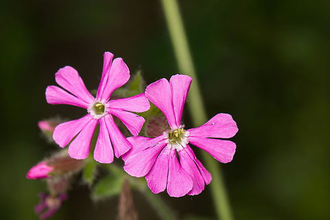Dedicated to @Wildflower When taking this photo, I could not help but think of @Wildflower:

http://www.jungledragon.com/user/651/wildflower.html

Because this is a wildflower, and because it resembles her avatar icon somewhat. But above all, because of the tireless work she does in managing JungleDragon's species system. This one is for you, you rock. Europe,Heeswijk,Macro,Netherlands,Red Campion,Silene dioica