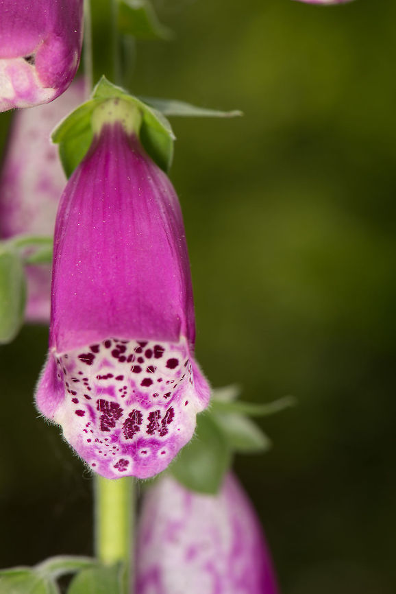 Common Foxglove flower closeup, Heeswijk, Netherlands There's also a white variation of this flower, yet the white one is cultivated, it does not occur in the wild. Common Foxglove,Digitalis purpurea,Europe,Heeswijk,Macro,Netherlands