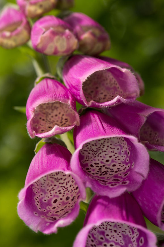 Common Foxglove bottom view, Heeswijk, Netherlands A single plant can have up to 80 of such large flowers. Common Foxglove,Digitalis purpurea,Europe,Heeswijk,Macro,Netherlands