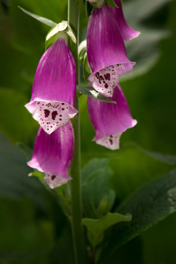 Common Foxglove front view, Heeswijk, Netherlands A beautiful, yet poisonous plant that is increasingly rare in wild nature (of which we have little) in the Netherlands. Common Foxglove,Digitalis purpurea,Europe,Heeswijk,Macro,Netherlands