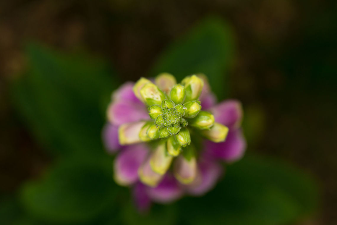 Common Foxglove top view, Heeswijk, Netherlands  Common Foxglove,Digitalis purpurea,Europe,Heeswijk,Macro,Netherlands