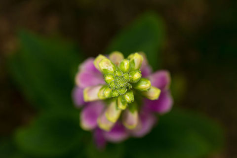 Common Foxglove top view, Heeswijk, Netherlands  Common Foxglove,Digitalis purpurea,Europe,Heeswijk,Macro,Netherlands