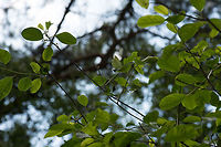 Spot the species This photo contains a species, and it's not the plant/tree I'm talking about. Does anybody know where it is and what it is? The first one to solve this puzzle will have a deciding say in where the next wildlife donation goes to (which will take place at 17,000 images), for as long as that donation cause meets basic criteria (established organization, not directly affiliated to you). Common Brimstone,Europe,Gonepteryx rhamni,Heeswijk,Macro,Netherlands