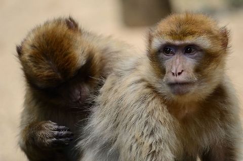 Young Berber Monkeys grooming each other As part of their complex social rituals and hierarchy these young Berber Monkeys are grooming each other. Barbary Macaque,Berber Monkey,Macaca sylvanus,Mammals,Monkeys,Primates,Rhenen Zoo