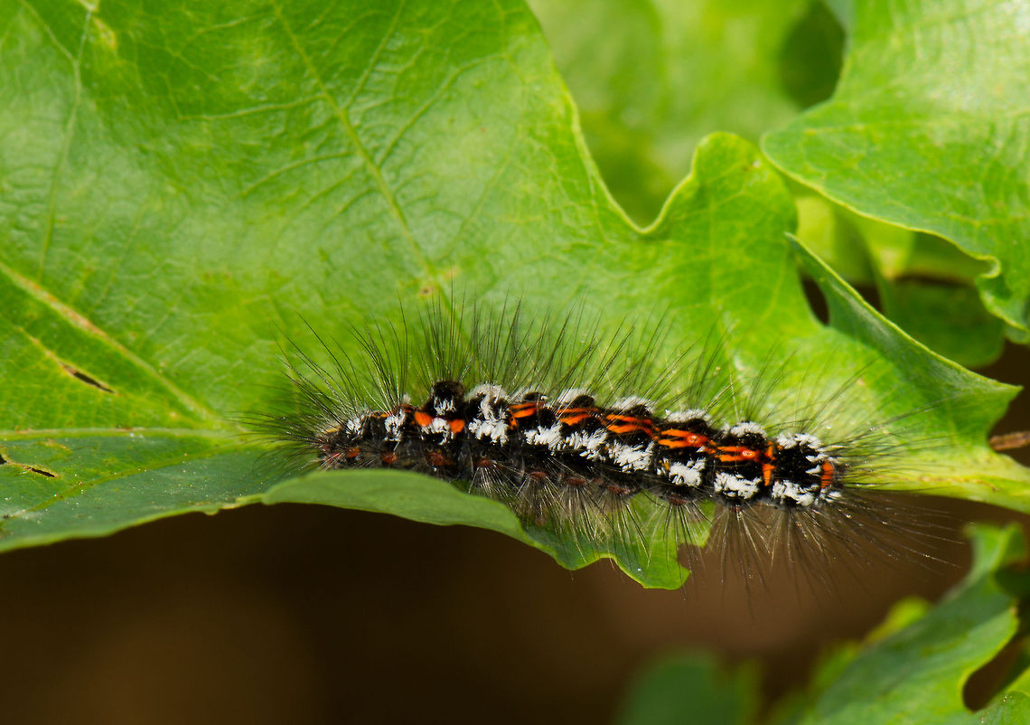 Caterpillar of Yellow/Gold-tail moth, side view, Uden  Euproctis similis,Europe,Macro,Netherlands,Slabroek,Uden,Yellow-tail