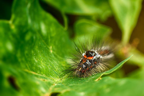 Caterpillar of Yellow/Gold-tail moth, front view, Uden  Euproctis similis,Europe,Macro,Netherlands,Slabroek,Uden,Yellow-tail