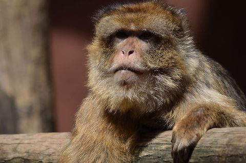 Dominant male Berber Monkey Distinguished from females by its size and beard, this dominant male Berber Monkey enjoys a sunny day in the Rhenen zoo. Barbary Macaque,Berber Monkey,Macaca sylvanus,Mammals,Monkeys,Primates,Rhenen Zoo