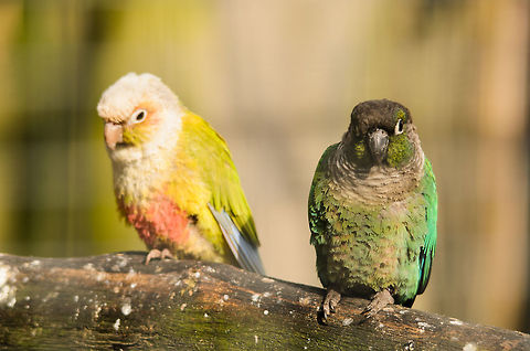 Parrot couple  Europe,Geotagged,Green-cheeked parakeet,Netherlands,Papegaaienpark VeldHoven,Parrot Park Veldhoven,Pyrrhura molinae,The Netherlands