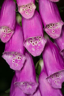 Common Foxglove closeup, Uden, Netherlands  Common Foxglove,Digitalis purpurea,Europe,Macro,Netherlands,Slabroek,Uden
