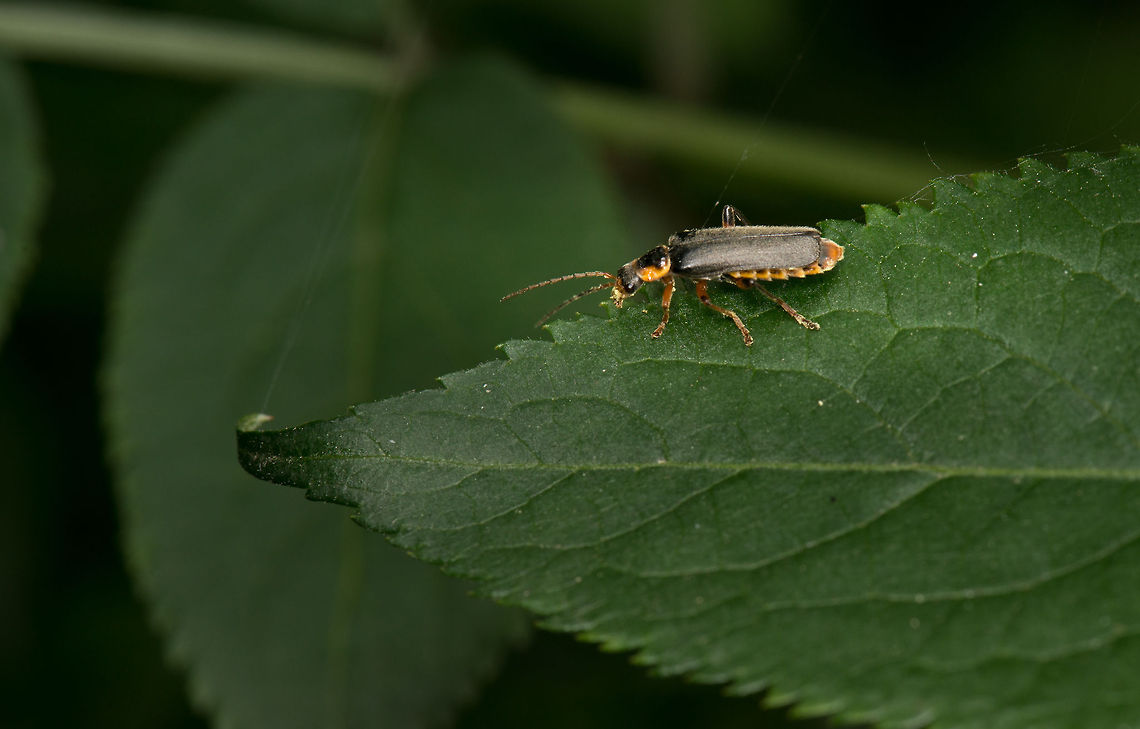 Cantharis nigricans (soldier beetle) One of the many species of Soldier Beetles with black elytra Cantharidae,Cantharis,Cantharis nigricans,Europe,Grey sailor beetle,Macro,Netherlands,Slabroek,Uden
